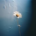 Blurred Analog Photograph Of A Daisy In Front Of A Dark Blue Wall