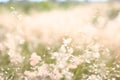 Blurry `babybreath` flower Royalty Free Stock Photo