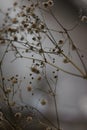 Blurry `babybreath` flower Royalty Free Stock Photo