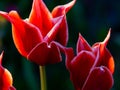 Gorgeous tulips close-up view