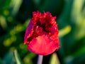 Gorgeous tulips close-up view