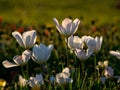 Gorgeous tulips close-up view