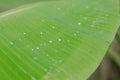 Blurry Background of Green Banana Leaf In Closeup soft focus. Royalty Free Stock Photo