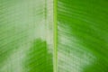 Blurry Background of Green Banana Leaf In Closeup soft focus. Royalty Free Stock Photo