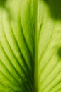 Light on Green Leaf in Soft Focus Texture Detail for Natural Background. Royalty Free Stock Photo