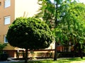 background of residential building stucco exterior with lush green trees