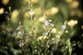 Blurry background by many closeup blue wild flower in the field on morning Royalty Free Stock Photo