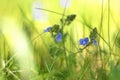 Blurry background by many wild blue flowers on morning on delicate blurred green nature.  macro. soft focus Royalty Free Stock Photo