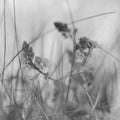 Blurry background by many wild flower in the field on morning