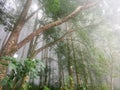 Blurry background of misty morning in the forest. Trees in the woods. Royalty Free Stock Photo