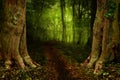 Fairytale forest path between old trees Royalty Free Stock Photo