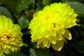 Blurry background, out of focus. Yellow bouquet of fragrant dahlias.