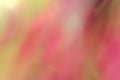 Pink red and green blurry abstract texture background