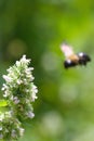 Blurry Bee background with Catnip Nepeta cataria flowers in forground