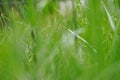 Blurry blades of green grass in summer; background; abstract Royalty Free Stock Photo