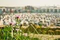 Blurry car park next to modern mall, summer sunny day, with flowers in foreground. Abstract blurred car parking, outside Royalty Free Stock Photo