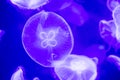 Blurry Colorful Jellyfishes floating on waters. Blue Moon jellyfish Aurelia aurita Royalty Free Stock Photo