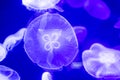 Blurry Colorful Jellyfishes floating on waters. Blue Moon jellyfish Aurelia aurita