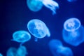 Blurry Colorful Jellyfishes floating on waters. Blue Moon jellyfish Aurelia aurita