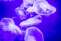 Blurry Colorful Jellyfishes floating on waters. Blue Moon jellyfish Aurelia aurita Royalty Free Stock Photo
