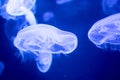 Blurry Colorful Jellyfishes floating on waters. Blue Moon jellyfish Aurelia aurita Royalty Free Stock Photo