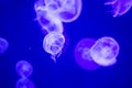 Blurry Colorful Jellyfishes floating on waters. Green Moon jellyfish Aurelia aurita Royalty Free Stock Photo