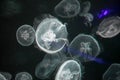 Blurry Colorful Jellyfishes floating on waters. White Moon jellyfish Aurelia aurita