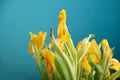 In a blurry colorful withered fading bouquet of bright yellow sunny tulips.
