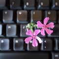 Computer keyboard with spring flower Royalty Free Stock Photo