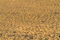 Blurry cracked earth near drying water on twilight use for back Royalty Free Stock Photo