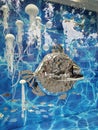 Blurry distorted reflections in showcase decorated as underwater world with fish and jellyfishes