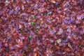 Blurry dried maple leave on the floor Royalty Free Stock Photo