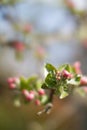 Blurry effect on blossoming pink apple tree for poetic environment