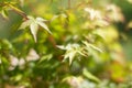 Blurry effect on maple tree leaves for green beauty power