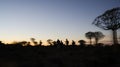 Blurry effects of group photographers silhouetted amongst trees