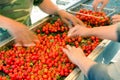 Blurry farmer hands sorting and processing red cherries manually on conveyor belt in Washington, USA Royalty Free Stock Photo