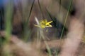 Blurry floral background, spring flower Gagea lutea or Yellow Star-of-Bethlehem macro close-up. Lily family edible medical herb Royalty Free Stock Photo