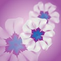Blurry flower background_lilac