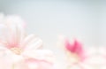 Blurry of flower with copy space for background. Royalty Free Stock Photo