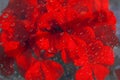 Blurry flowers under glass with water drops. Abstract nature background. Floral red pattern. Flat lay composition for your disign Royalty Free Stock Photo