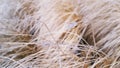 Blurry Frozen Dry Weed Grass Background