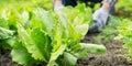 Blurry gardener in grey gloves works with lettuce plants