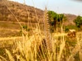 Blurry Grass and sun flower in the evenin