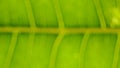 Blurry green leaf skeleton texture background Royalty Free Stock Photo