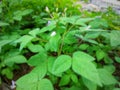 Blurry green leaves in the garden