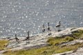 Blurry image of five greylag geese standing on the cliff on coast of Lovund on sunny summer morning