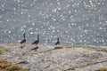 Blurry image of five greylag geese standing on the cliff on coast of Lovund on sunny summer morning