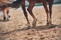 A blurry image of a galloping horse, its tail fluttering in the wind and its hooves kicking up dust Royalty Free Stock Photo