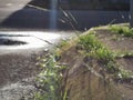 Blurry image of grass at concrete pathway by the road side in the morning with sun ray. Royalty Free Stock Photo