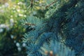 Blurry image of pine branch. Nature background. Trees, nature, christmas Concept.